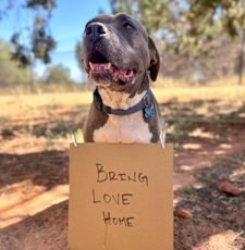 Instagram post by @dogwithsign