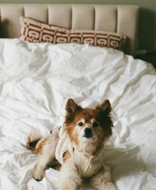 Instagram post by @dominiquegebru