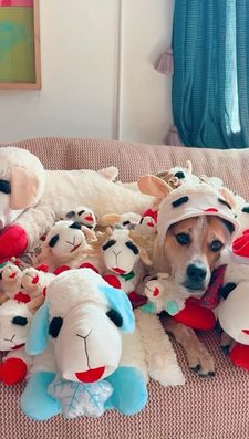 Instagram post by @drinkingwithchickens