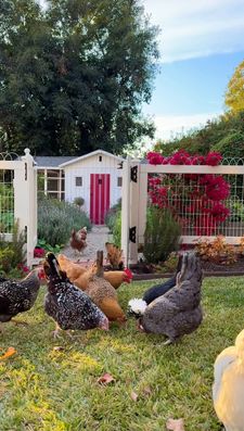 Instagram post by @drinkingwithchickens