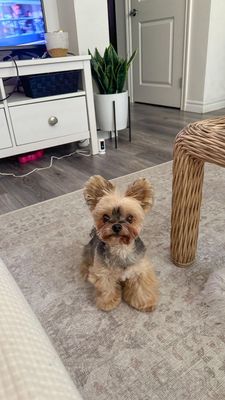 Instagram post by @duckytheyorkie