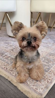 Instagram post by @duckytheyorkie