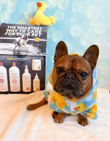Instagram post by @dunkinthefrenchie