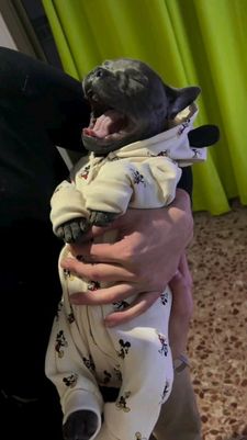Instagram post by @epicfrenchbulldogs