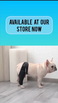 Instagram post by @epicfrenchbulldogs