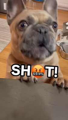 Instagram post by @frenchie_louieclark