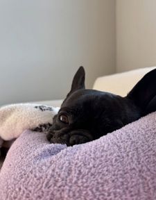 Instagram post by @giorgio_the_happyfrenchie