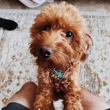 Instagram post by @goldendoodlesig