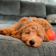 Instagram post by @goldendoodlesig