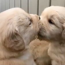 Instagram post by @goldendoodlesig