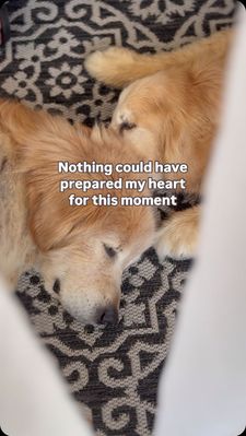 Instagram post by @goldentailwags