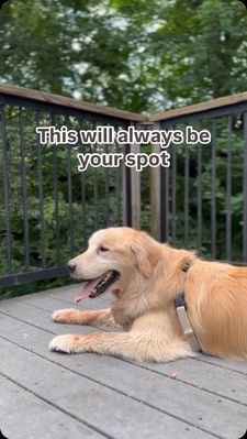 Instagram post by @goldentailwags