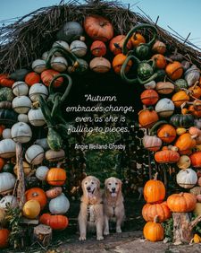 Instagram post by @goldentailwags