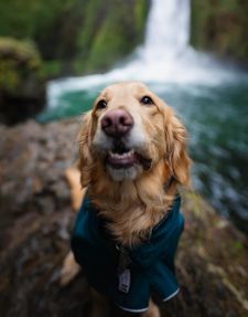 Instagram post by @gonegoldens