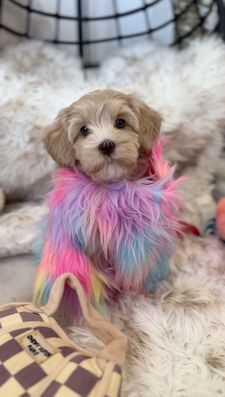 Instagram post by @haleslabradoodles