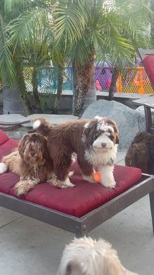 Instagram post by @haleslabradoodles