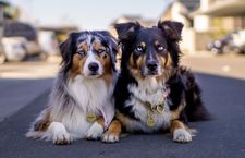 Instagram post by @harlee.and.bentlee