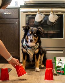 Instagram post by @harlee.and.bentlee