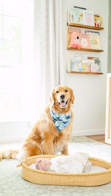 Instagram post by @harveysgoldengrams