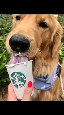 Instagram post by @harveysgoldengrams
