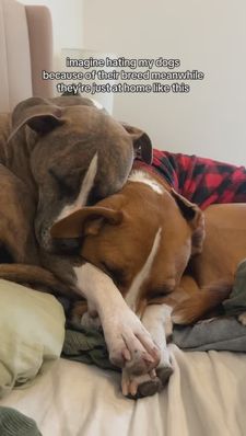 Instagram post by @harveytherescue