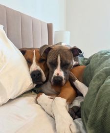 Instagram post by @harveytherescue