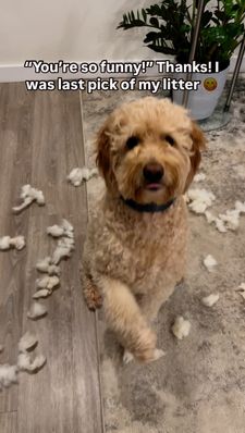 Instagram post by @hudsondoodlebear