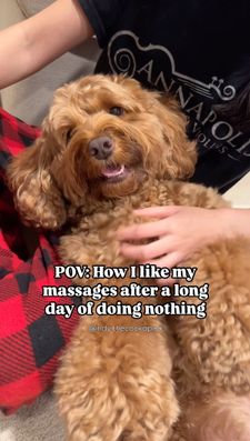 Instagram post by @indy.thecockapoo