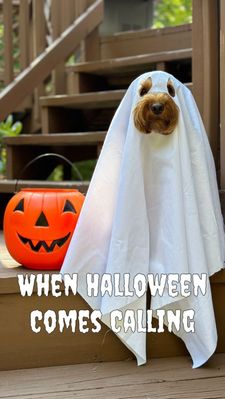 Instagram post by @indy.thecockapoo