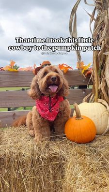 Instagram post by @indy.thecockapoo