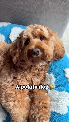 Instagram post by @indy.thecockapoo