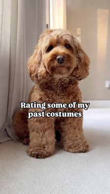 Instagram post by @indy.thecockapoo