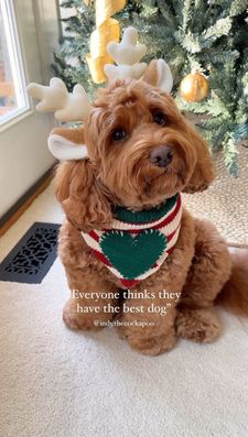 Instagram post by @indy.thecockapoo