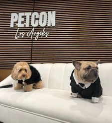 Instagram post by @itsgnocchithefrenchie