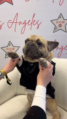 Instagram post by @itsgnocchithefrenchie