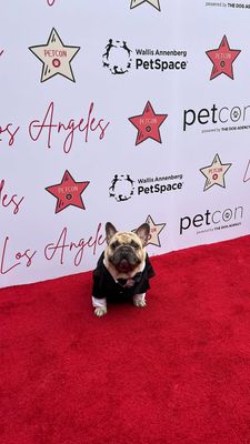 Instagram post by @itsgnocchithefrenchie