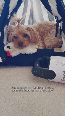 Instagram post by @juicy.and.izzy