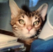 Instagram post by @justmangobrown