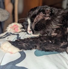 Instagram post by @katie_cats_sims