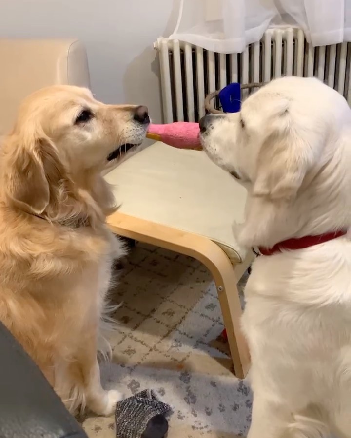 Instagram post by @lifeofdaisythegolden