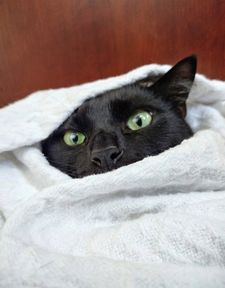 Instagram post by @luckykittylove