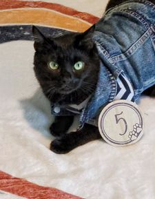 Instagram post by @luckykittylove