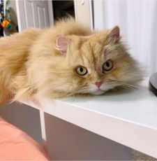 Instagram post by @luigithelioncat