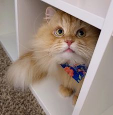 Instagram post by @luigithelioncat