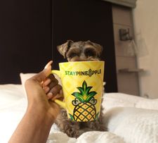 Instagram post by @maisieschnauz