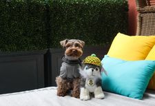 Instagram post by @maisieschnauz