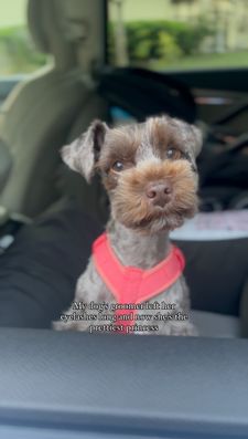 Instagram post by @maisieschnauz