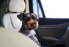 Instagram post by @maisieschnauz