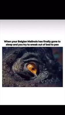 Instagram post by @maligatormom_