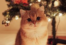 Instagram post by @maple.cat